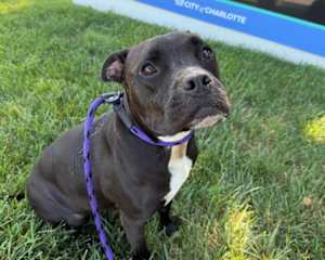 SHEBA - Photo 1