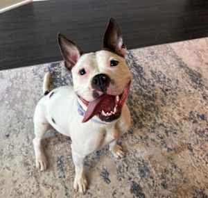 TIPPY - Photo 1