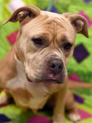 Penny - Photo 2