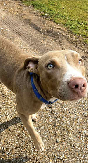 Finn - Photo 4