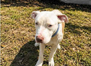 Alfie - Photo 3