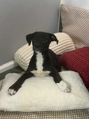Leia - Photo 4