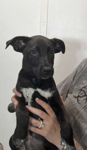 Liv~adopted! - Photo 3