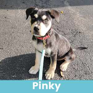Pinky - Photo 1