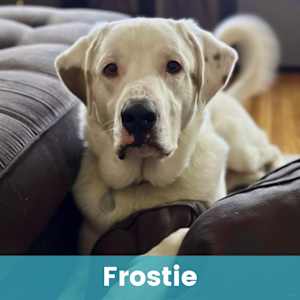 Frostie - Photo 1