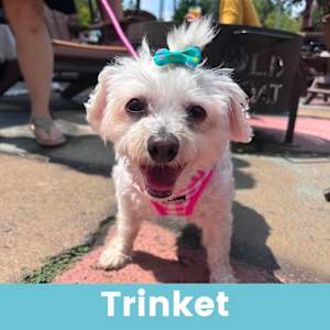 Trinket - Photo 1