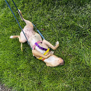 Zelda - Photo 5