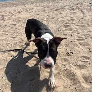 Lola - Photo 5