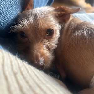 Jude - Photo 6