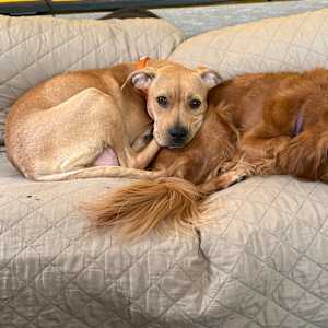 Zelda - Photo 6