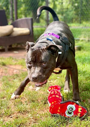 Tank (in Foster) - Photo 3