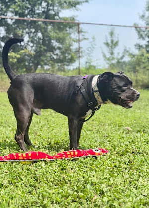 Tank (in Foster) - Photo 4
