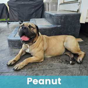 Peanut - Photo 1