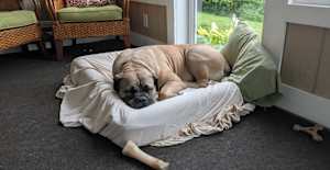 Peanut - Photo 3