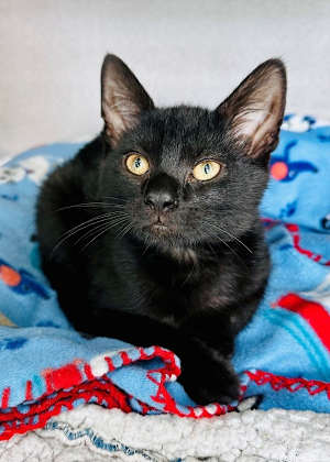 Gus - Photo 1