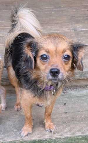 Char ~ 9 lbs ~ - Photo 1