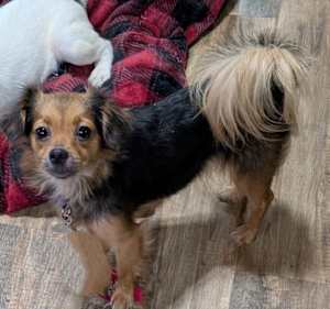 Char ~ 9 lbs ~ - Photo 2