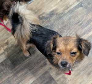 Char ~ 9 lbs ~ - Photo 3