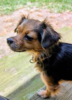 Char ~ 9 lbs ~ - Photo 4