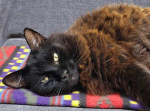 Jasper - Photo 2