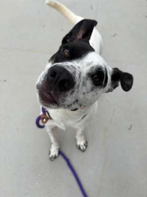 SKIPPER - Photo 1
