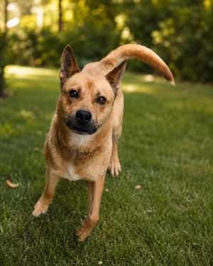 Ziggy - Photo 1