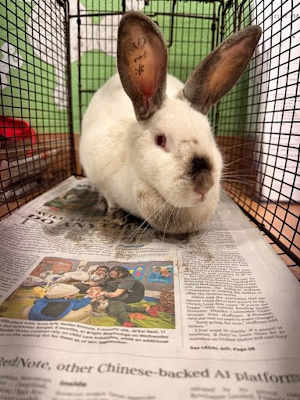Martha - Photo 4
