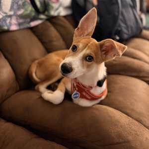 Chikis - Photo 1