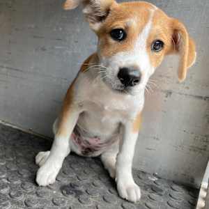 Chikis - Photo 2