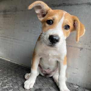 Chikis - Photo 3