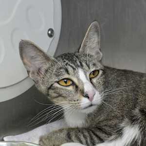 Sigourney (petco) - Photo 1