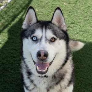 Max - Photo 1