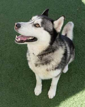 Max - Photo 2