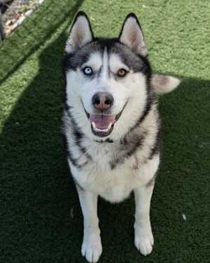 Max - Photo 4