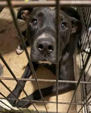 Pepper Jack - Photo 1