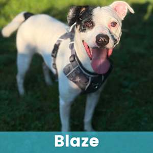 Blaze - Photo 1