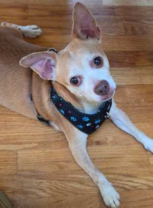 Pookey (in Foster) - Photo 1
