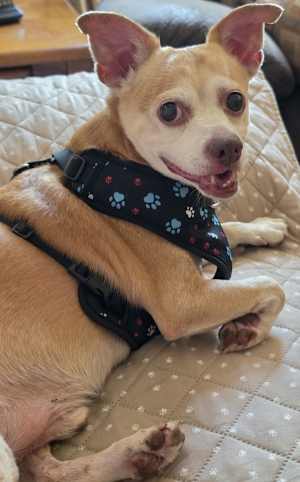 Pookey (in Foster) - Photo 2