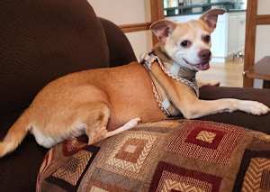 Pookey (in Foster) - Photo 3