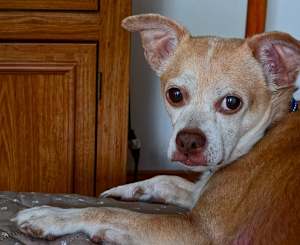 Pookey (in Foster) - Photo 4