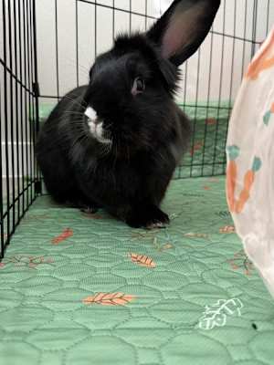 Smudge - Photo 2