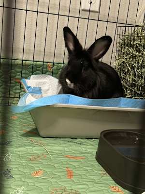 Smudge - Photo 3