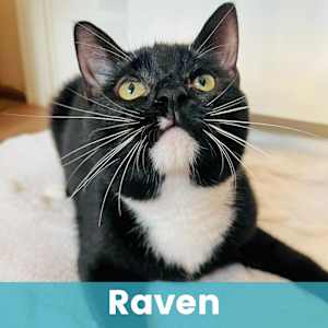 Raven - Photo 1