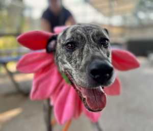 DAISY - Photo 1