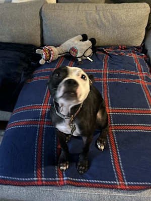 OLLIE - Photo 1