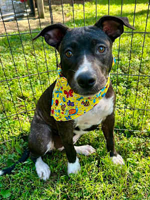 JellyBean - Photo 1