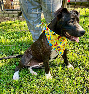 JellyBean - Photo 4
