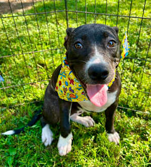 JellyBean - Photo 2