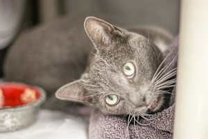 HUDSON - Photo 1