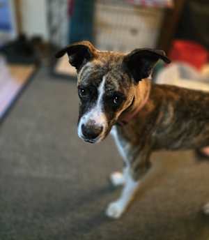 Lily - Photo 1